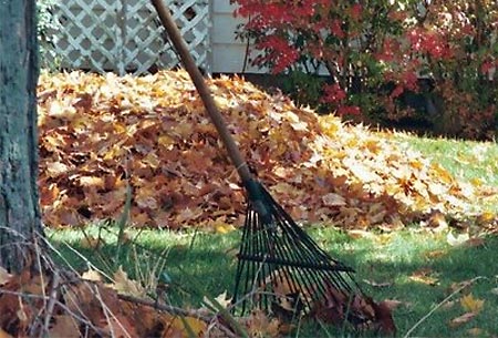 Autumn foliage makes great compost