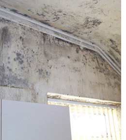How to deal with damp or mould