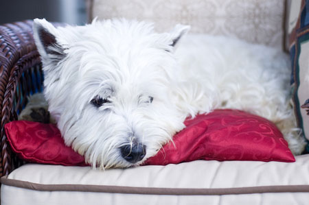 Dealing with pet odours is not a difficult thing to overcome,