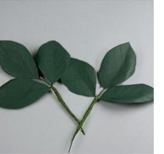 Beautiful roses using egg cartons