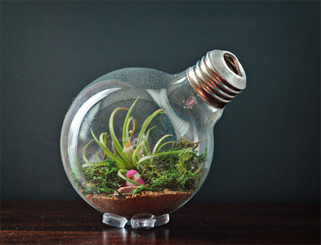 Make a light bulb terrarium