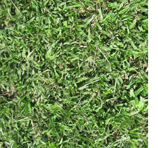 berea grass shady garden lawn grass variety cultuvar residential