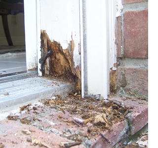 How to repair damaged wood and treat wood rot 