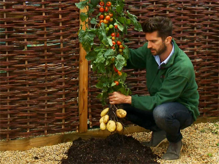TomTato - The amazing tomato-potato plant 