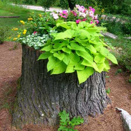 What to do with a tree stump planter for colourful flowers