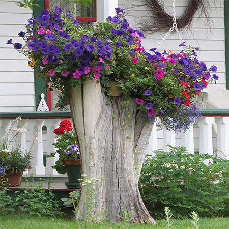 What to do with a tree stump planter for flowers