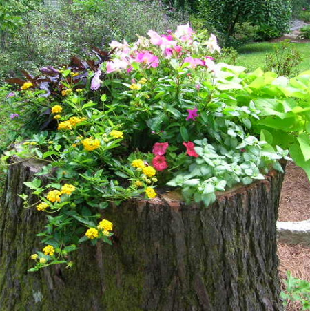 What to do with a tree stump plant up with flowers
