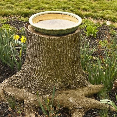 What to do with a tree stump birds water bath