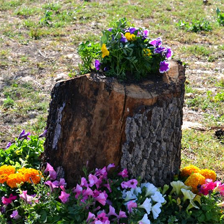 What to do with a tree stump fill with plants
