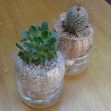 Plastic juice bottles turned into self-watering plant holders with cacti
