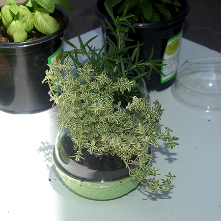 Recycled plastic herb and succulent pots