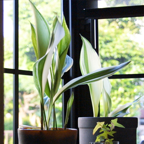 Aspidistra elatior has a reputation for being able to withstanding neglect, hence its name 'cast-iron plant'