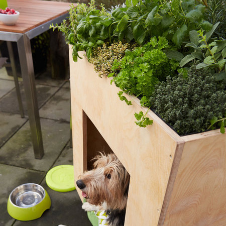 Dog house veggie garden