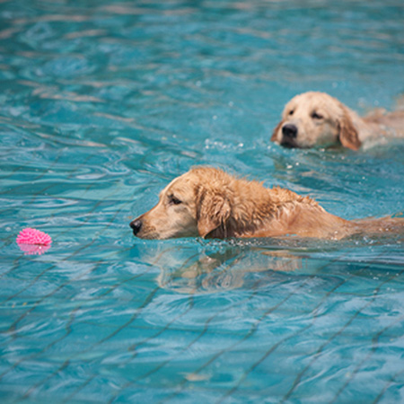 HOME-DZINE - Pool Tips - GOOD TO KNOW: While it's fun for you and your dog to swim in a pool, it's not good for your pool or your dog. Chlorine definitely isn't good for a dog's coat and can irritate the skin. Dog hair can also quickly clog up a sand filter and is not hygenic for anyone swimming in the pool. Keep doggy fun in the pool to a minimum.