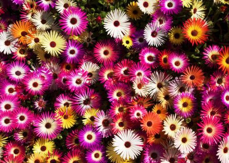 HOME-DZINE | Vygies (mesembryanthemums) are known for their beautiful, bold colours and will brighten any sunny border or bed and grow well inland or at coastal regions.