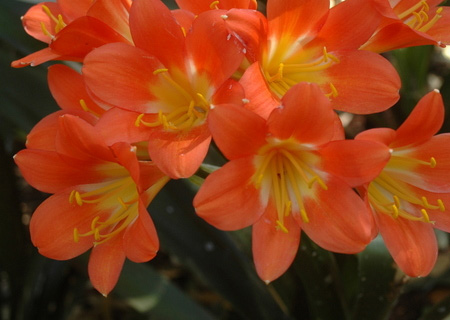 HOME-DZINE | Clivias love a shady spot and they are low maintenance, low water plants that bear spectacular bright orange flowers.