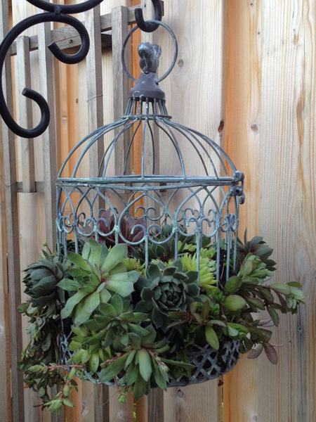 But before you rush out to buy materials to make a plant hanger, consider items that you may already have. A steel birdhouse makes a wonderful hanging planter for assorted succulents.