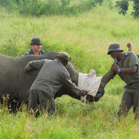 Saint-Gobain Gyproc pledges R1 million to rhino conservation
