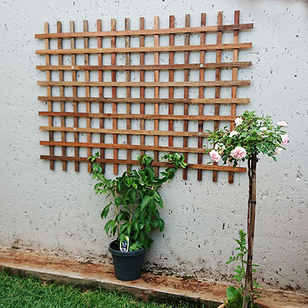 diy trellis for creepers or climbers