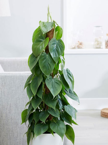 heart leaf philodendron for bathrooms