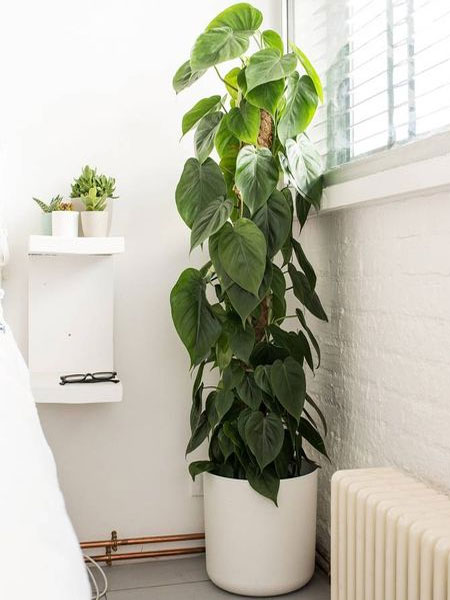 heart leaf philodendron in bathrooms
