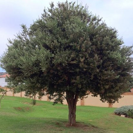 False Olive - Height 3 to 4 metres