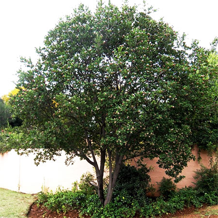 Pompon Tree - Height 6 to 8 metres