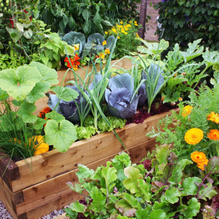 Companion Planting for your Winter Vegetables