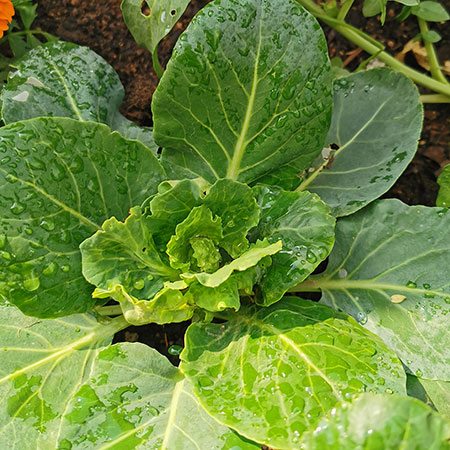 how to grow brussel sprouts home vegetable garden