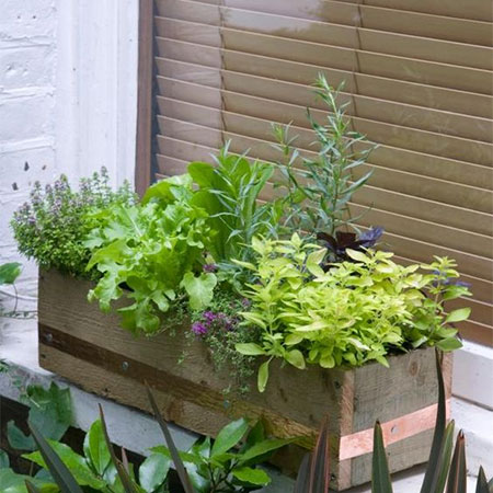 How to Establish a Kitchen Herb and Salad Garden