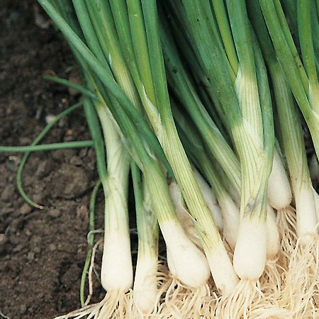 grow spring onions indoors