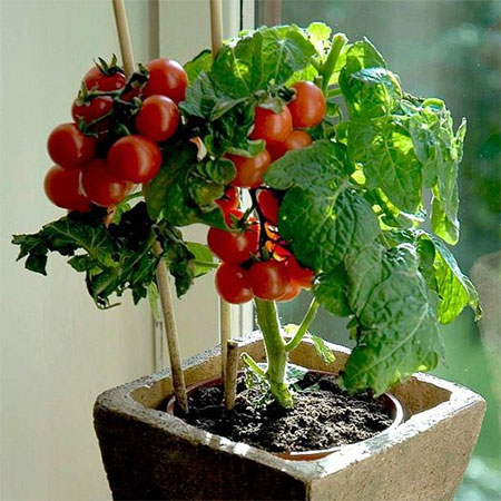 grow tomatoes indoors