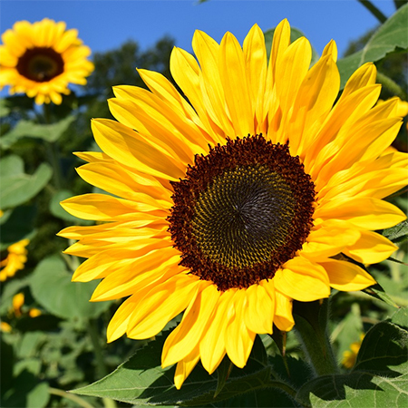 Why you Should Consider Growing Sunflowers in your Garden