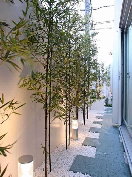 bamboo adds details to side garden