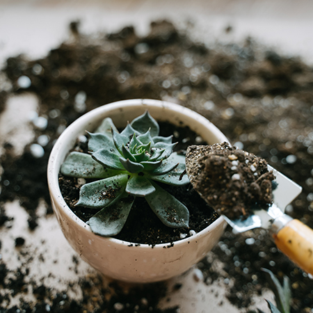 how to make potting soil for succulents