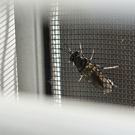 Why Consumers Invest in Window Fly Screens