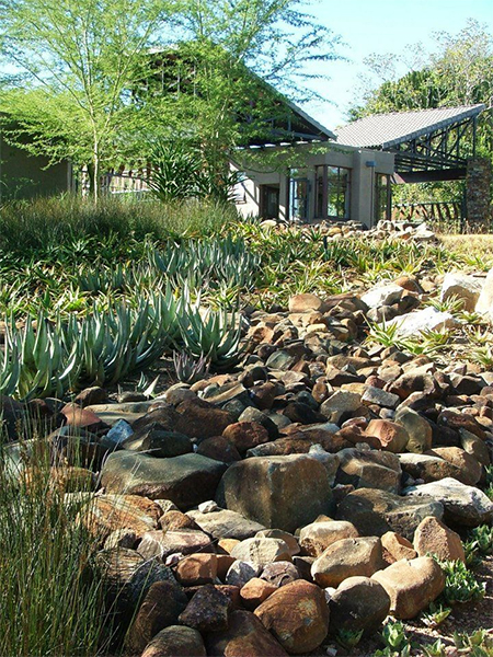 indigenous south african garden