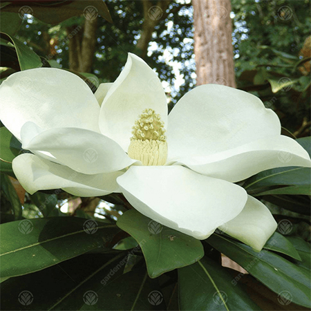 Understanding Magnolia Tree Sizes