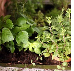 grow own kitchen herbs