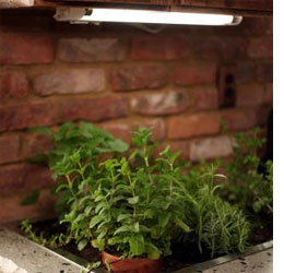 Grow fresh herbs in your kitchen!