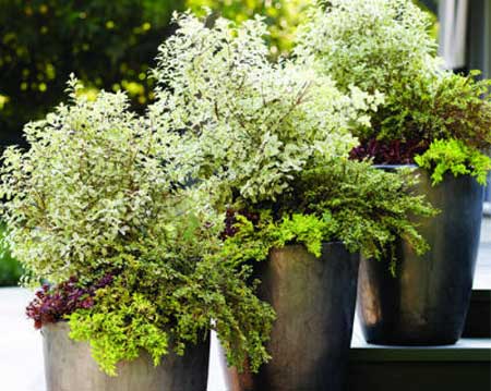 Great ideas for pots
