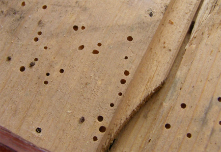 Timber and wood full of holes