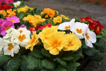 Primulas - a riot of winter colour 