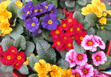 Primulas - a riot of winter colour 