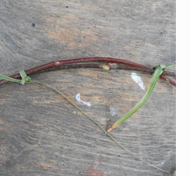 Grapevine and Ivy wreaths and decor 
