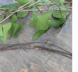 Grapevine and Ivy wreaths and decor 