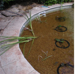 the return from the grow beds