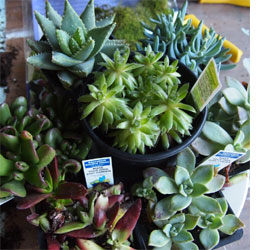 vertical garden 
