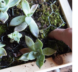 vertical garden 