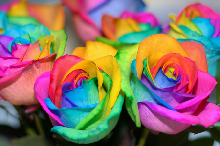 make rainbow rose